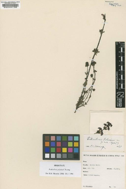 Pedicularis poluninii Tsoong - BM000521616