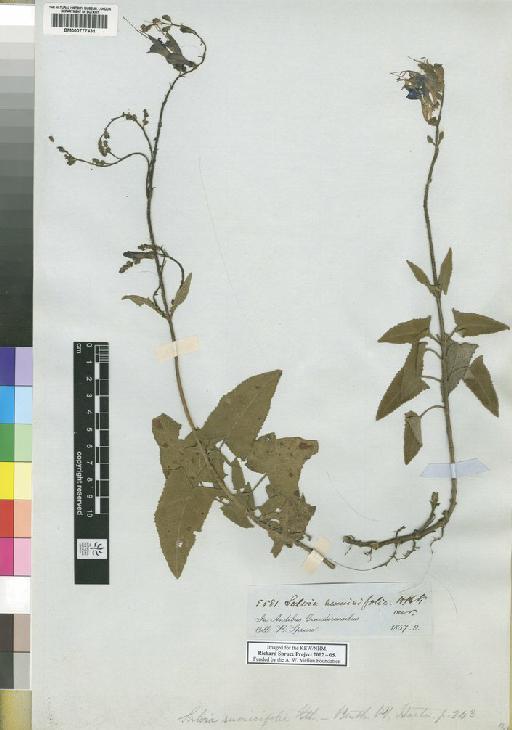 Salvia rumicifolia Kunth - Spruce - BM000777431