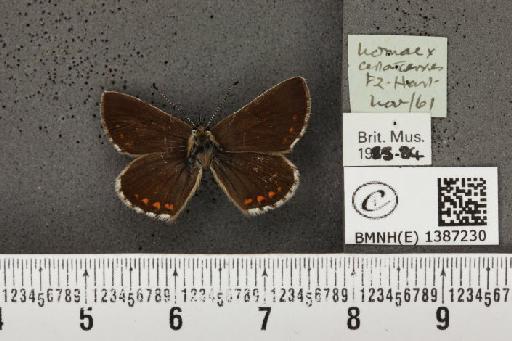 Aricia agestis x artaxerxes - BMNHE_1387230_185381