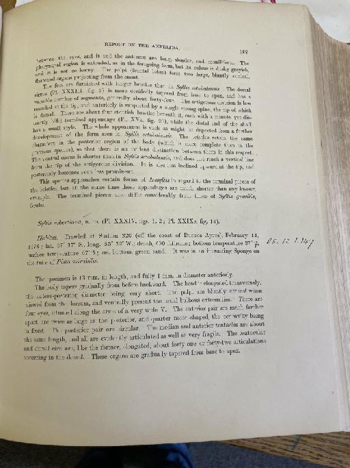 Genetyllis oculata McIntosh, 1885 - Challenger Polychaete Scans of Book 114