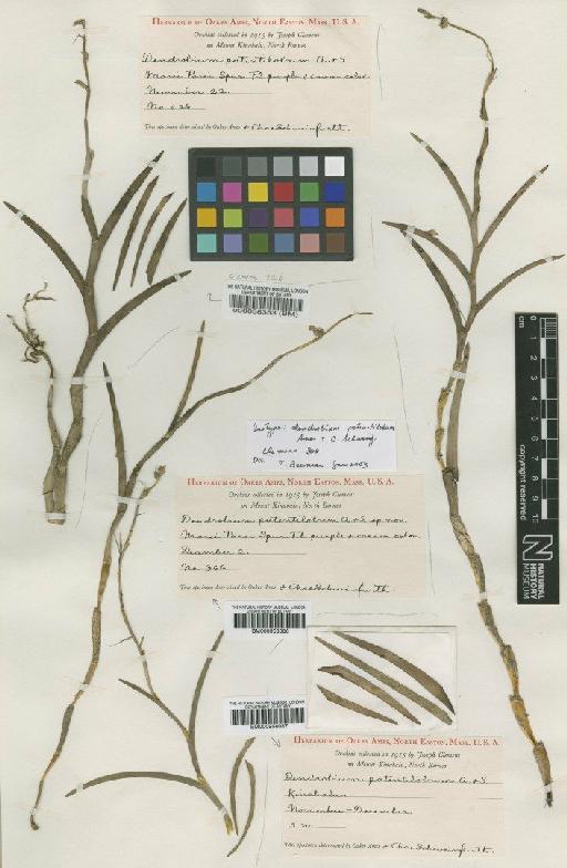 Dendrobium patentilobum Ames & C.Schweinf. - BM000958087