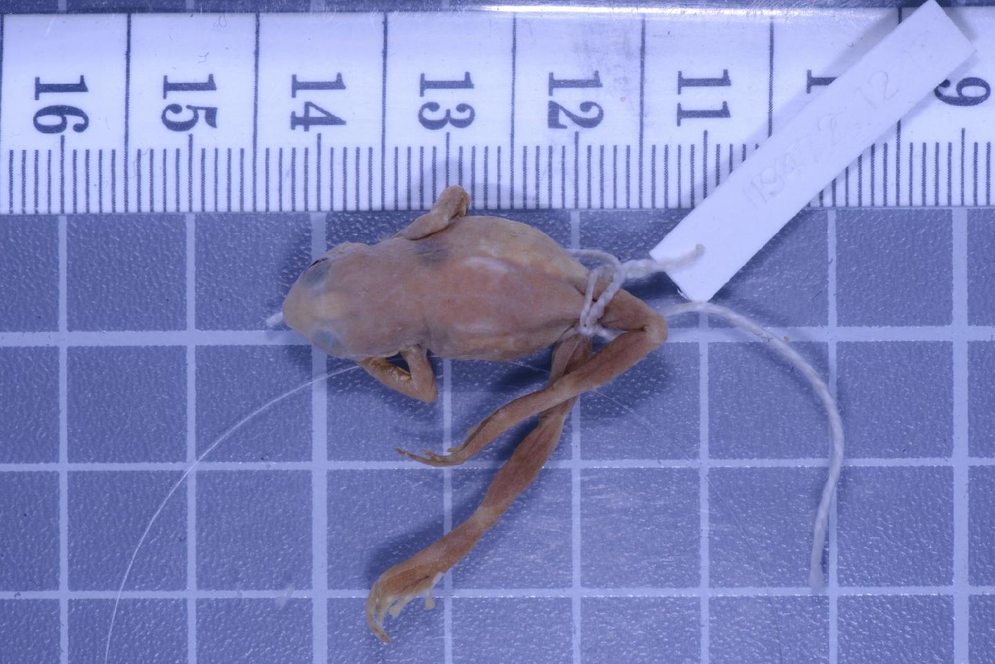 Oreophryne variabilis