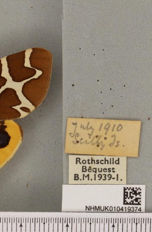 Arctia caja (Linnaeus, 1758) - NHMUK_010419374_label_532281