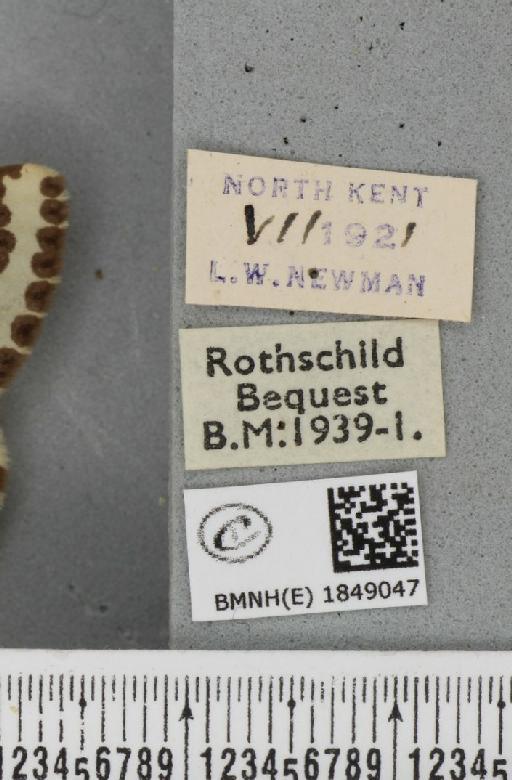 Abraxas grossulariata (Linnaeus, 1758) - BMNHE_1849047_label_418626