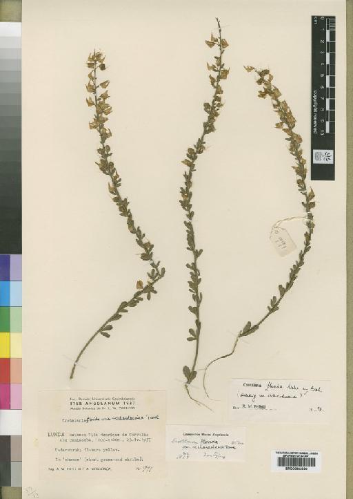 Crotalaria florida var. richardsiana Torre - BM000843320