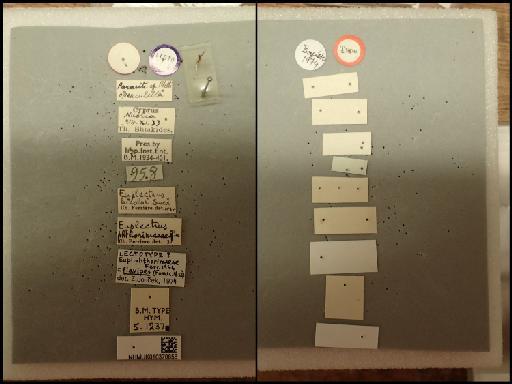 Euplectrus phthorimaeae Ferrière, 1941 - Euplectrus phthorimaeae 010370858 5.1237 labels