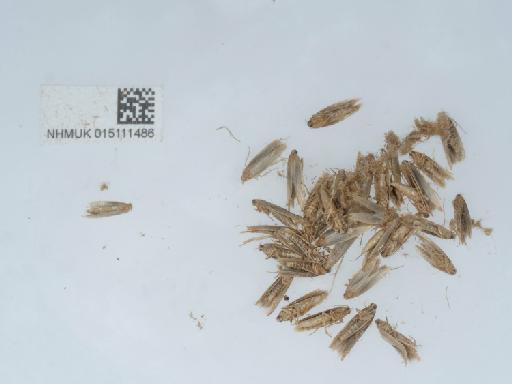 Sitotroga cerealella Olivier, 1789 - 015111486_1
