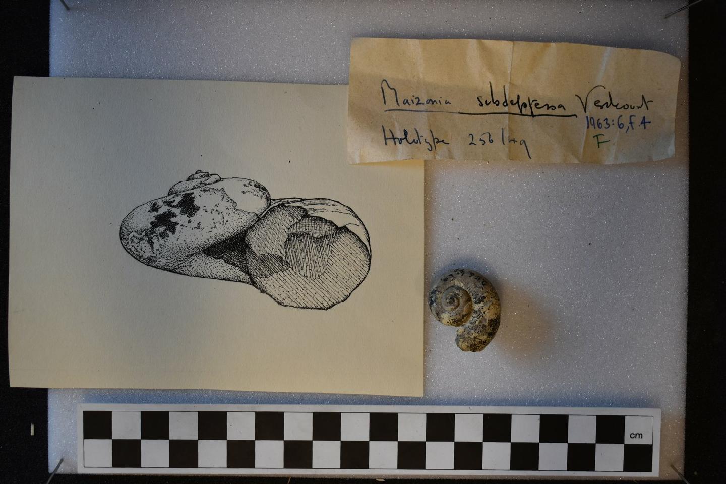 To NHMUK collection (Maizania subdepressa Verdcourt, 1963; HOLOTYPE; NHMUK:ecatalogue:9612032)