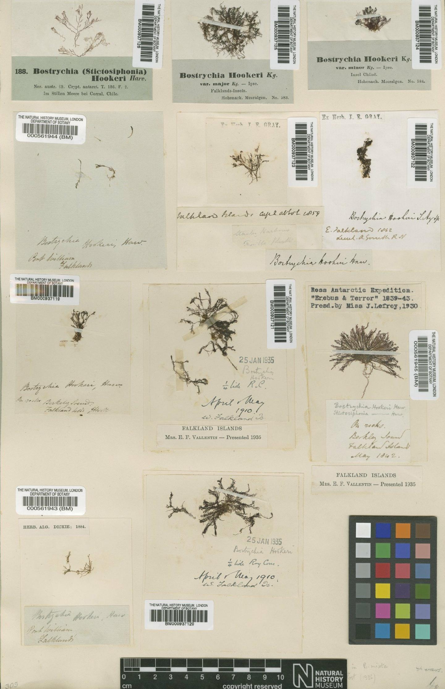 To NHMUK collection (Bostrychia mixta Hook.f. & Harv.; Syntype; NHMUK:ecatalogue:466954)