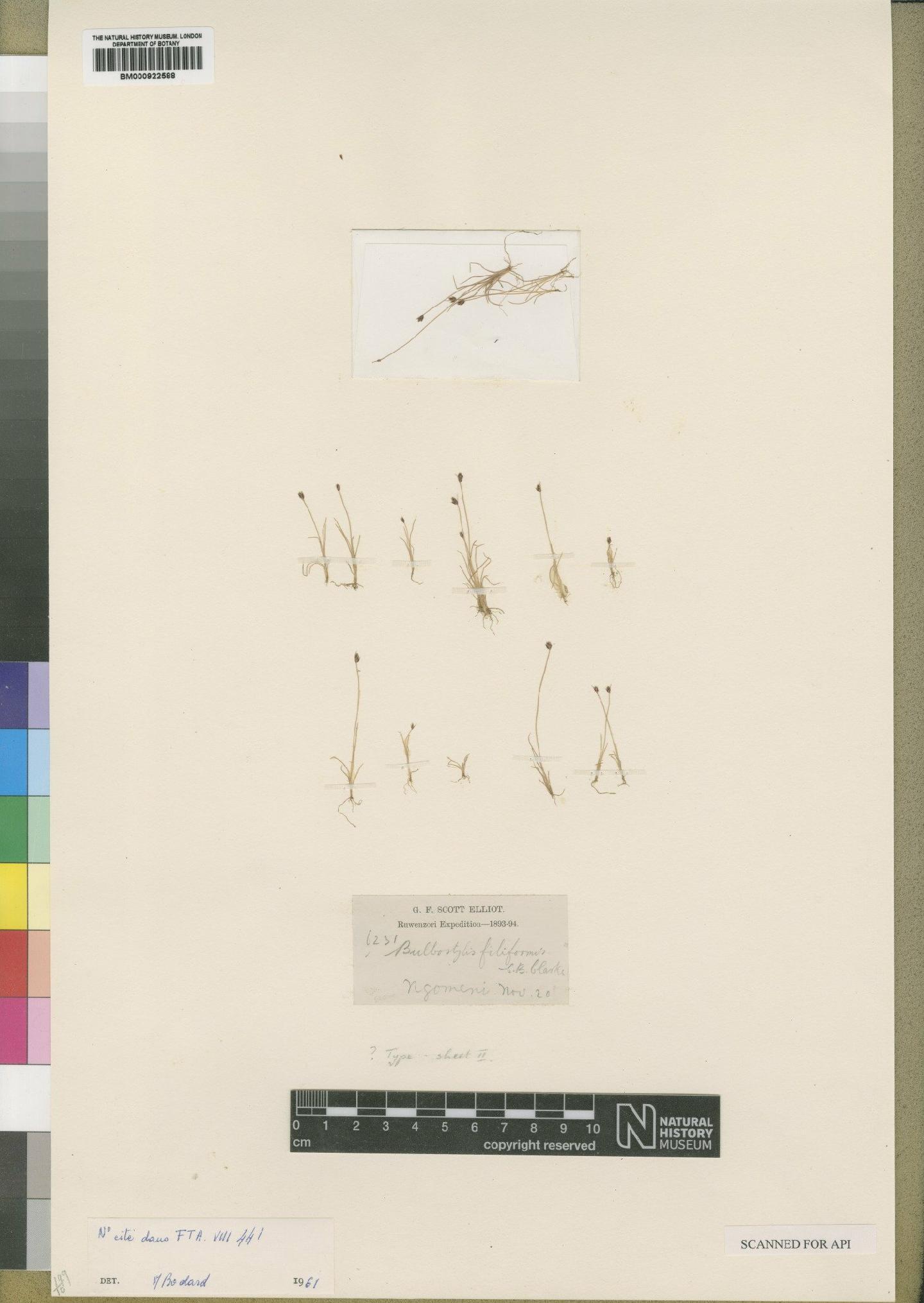To the Natural History Museum, London (Bulbostylis filiformis C.B.Clarke BM000922588 type 1)
