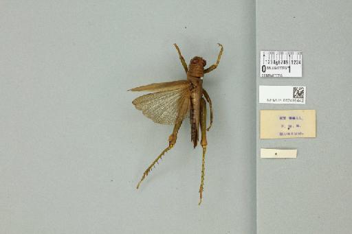 Bibracte marginata Willemse, 1931 - 012498442_reverse_1