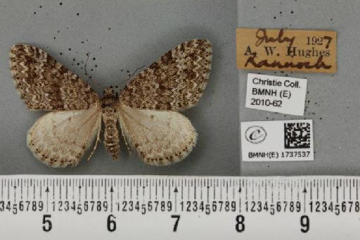 Entephria caesiata caesiata (Denis & Schiffermüller, 1775) - BMNHE_1737537_320079