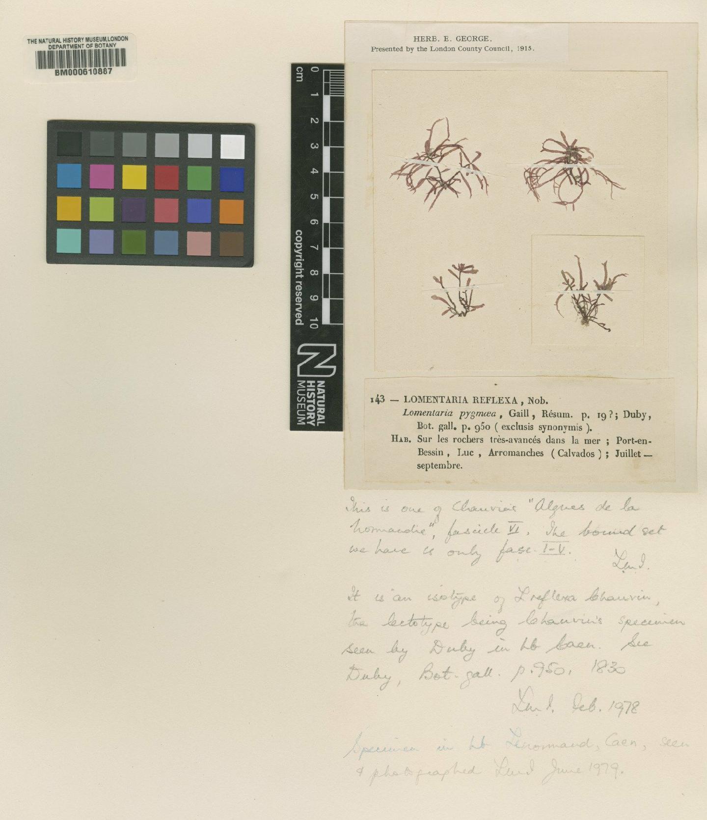 To NHMUK collection (Gastroclonium reflexum (Chauv.) Kütz.; Isotype; NHMUK:ecatalogue:4789480)