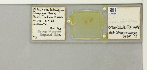 Nemopalpus orientalis (Edwards, 1928) - 015412384_811327_1328670_828698_NoStatus