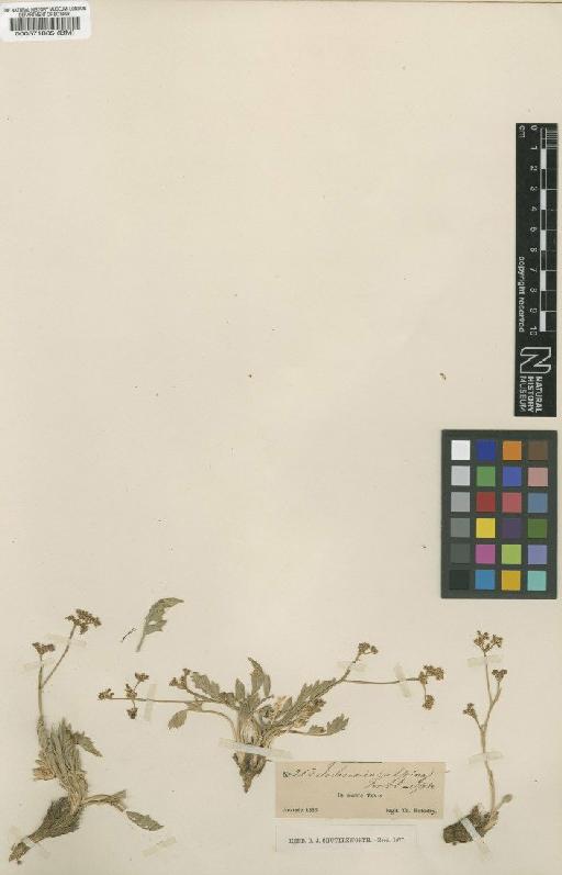 Johrenia alpina (Fenzl) Fenzl - BM000571885