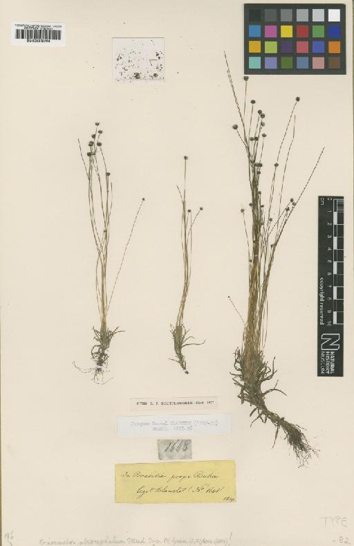 Paepalanthus tortilis (Bong.) Mart. - BM000938299