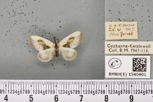 Cilix glaucata (Scopoli, 1763) - BMNHE_1540401_234346