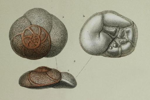 Discorbina globularis Karrer, 1877 - ZF1392_86_8_Rosalina_bradyi.jpg