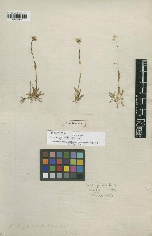 Draba glabella Pursh - BM001024428