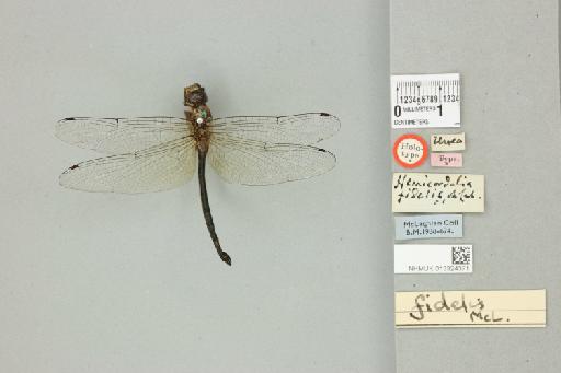 Hemicordulia fidelis McLachlan, 1886 - 013324371_dorsal