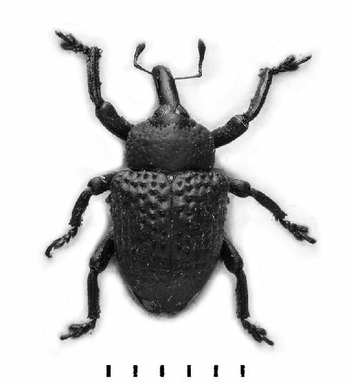 Sternechus trachyptomus Germar, 1824 - Sternechus trachyptomus-BMNH(E)1237662-dosal mono