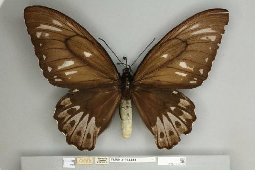 Ornithoptera priamus urvillianus Guérin-Méneville, 1829 - 013604542__