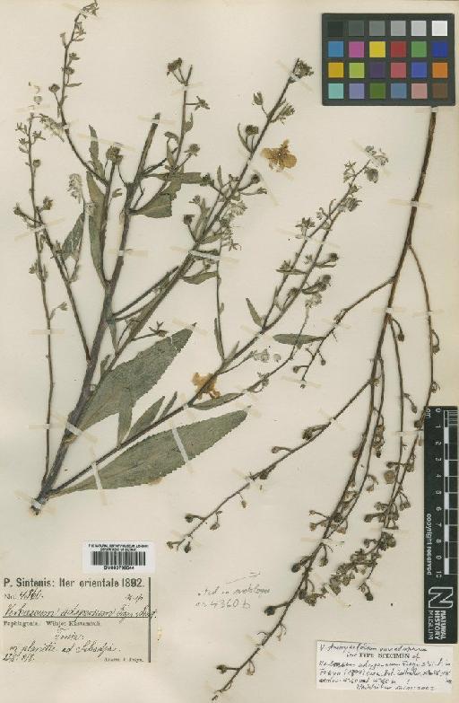 Verbascum stachydifolium var. adspersum (Freyn & Sint.) Murbeck - BM000796544