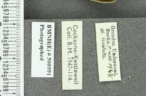 Thecla betulae ab. subunicolor Tutt, 1907 - BMNHE_500991_label_95141
