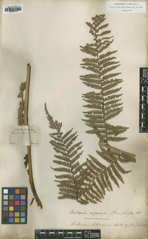 Dicksonia sellowiana (C.Presl) Hook. - BM000937706