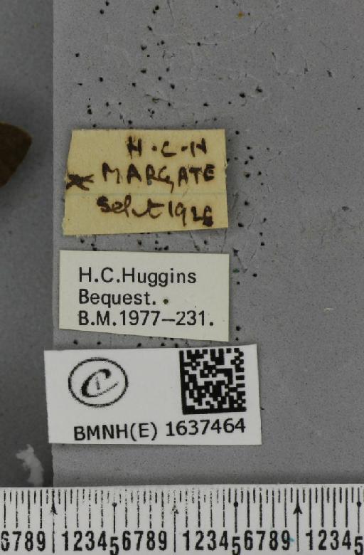 Macroglossum stellatarum (Linnaeus, 1758) - BMNHE_1637464_label_206137