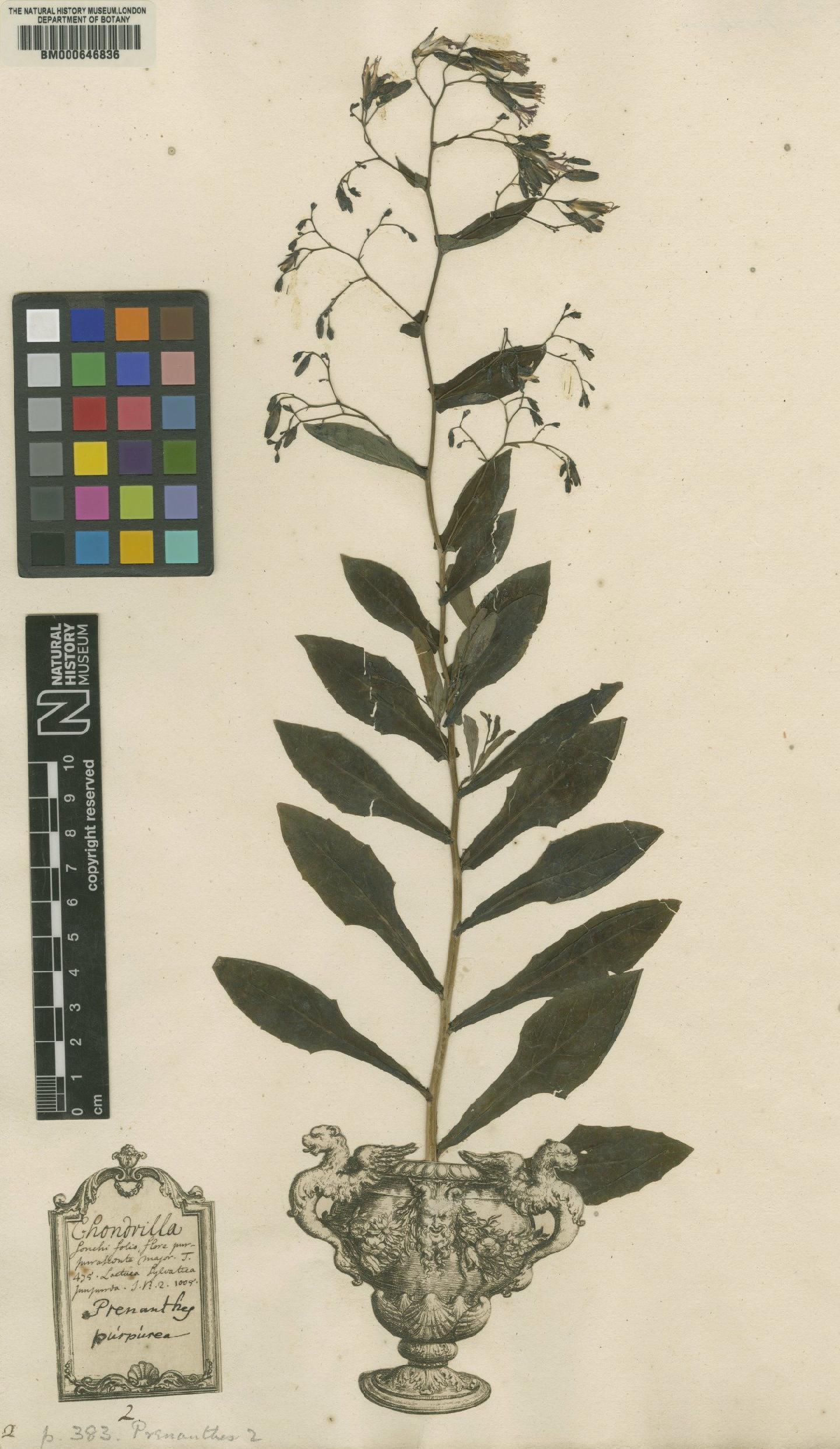 To NHMUK collection (Prenanthes purpurea L.; Lectotype; NHMUK:ecatalogue:4702709)