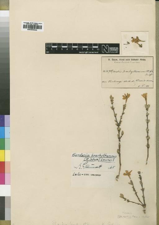 Gardenia brachythamnus (Schum) Launert - BM000903080
