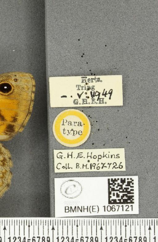 Lasiommata megera ab. goodsoni Hopkins, 1955 - BMNHE_1067121_label_31495