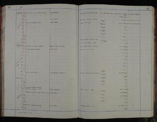 Alveolina elliptica nuttalli Davies, 1940 - NHM-UK_P_DF118_04_05_0175