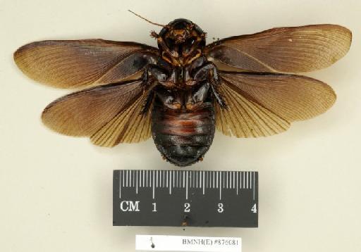 Panesthia passaloides Walker, 1868 - Panesthia passaloides Walker, F, 1868, female, lectotype, ventral. Photographer: Edward Baker. BMNH(E)#876081