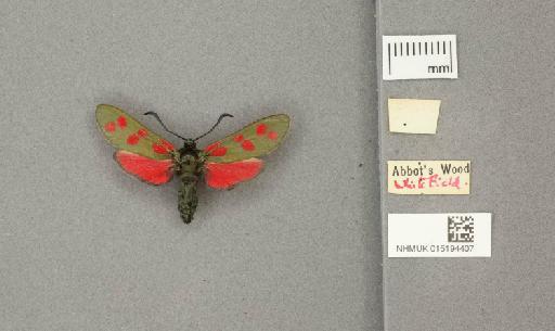 Zygaena (Zygaena) filipendulae stephensi Dupont, 1900 - 015194407_additional