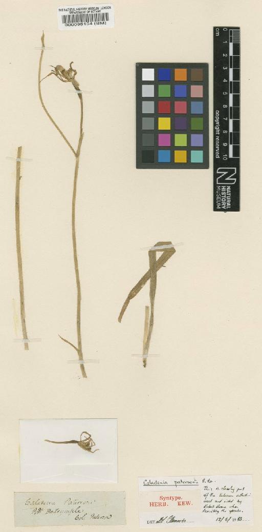 Caladenia patersonii R.Br. - BM000095154