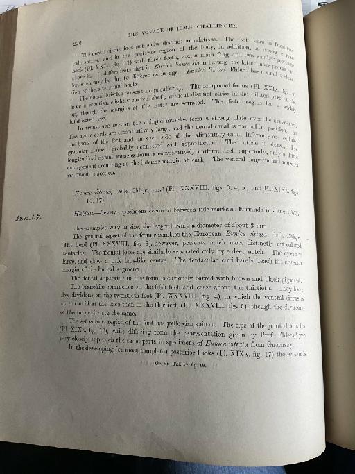 Lumbriconereis neo-zealaniae McIntosh, 1885 - Challenger Polychaete Scans of Book 156