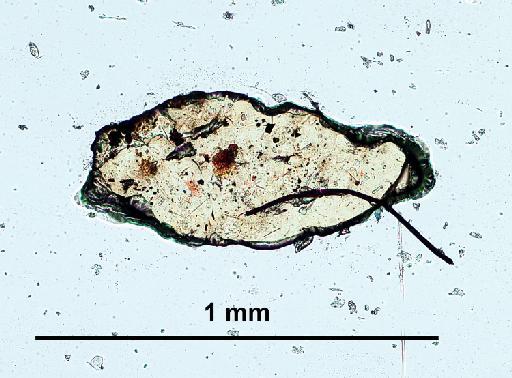 Corethra brasiliensis Theobald, 1901 - 010210356-Corethra_brasiliensis-adult3-100_0x-scale