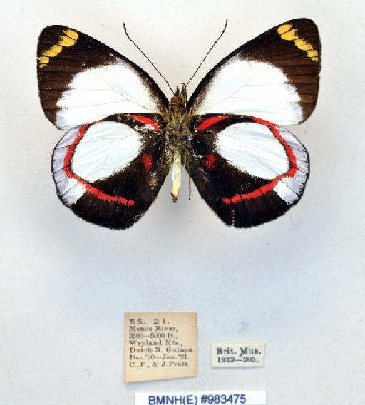 Delias ligata weylandensis Joicey & Talbot, 1922 - BMNH(E)983475_Delias ligata weylandensis_ J