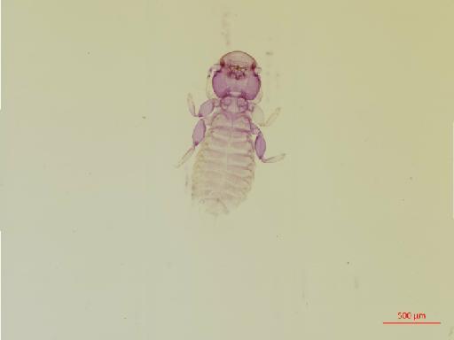 Syrrhaptoecus brevifrons Waterston, 1928 - 010694703__2017_08_15-Scene-1-ScanRegion0