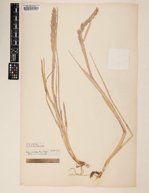 Elymus arenarius L. - 000064223