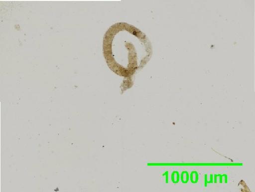 Coenobius Suffrian, 1857 - 010131379__2016_04_14_s05