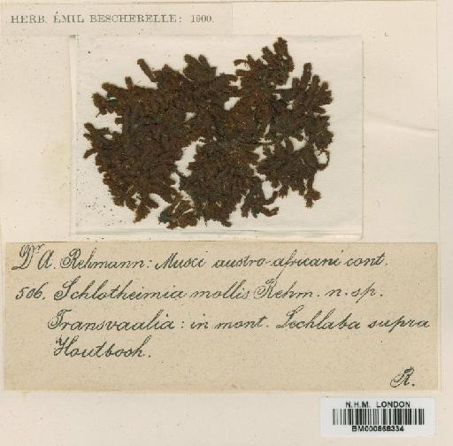 Schlotheimia percuspidata Müll.Hal. - BM000868334