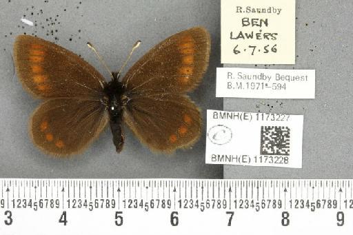 Erebia epiphron mnemon f. scotica Cooke, 1943 - BMNHE_1173228_28840