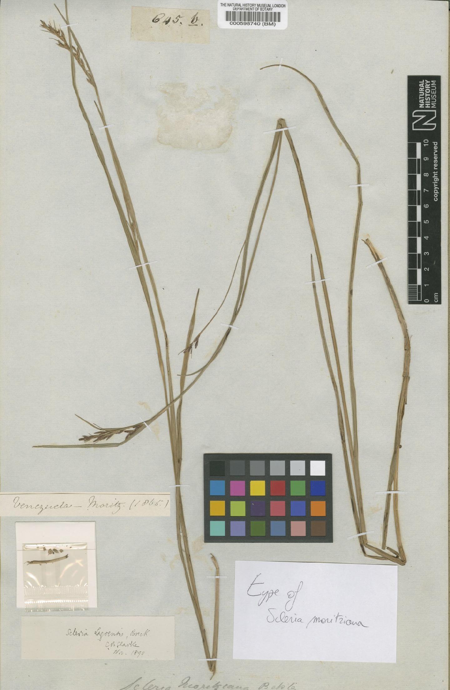 To the Natural History Museum, London (Scleria moritziana Boeckeler BM000598740 type 1)