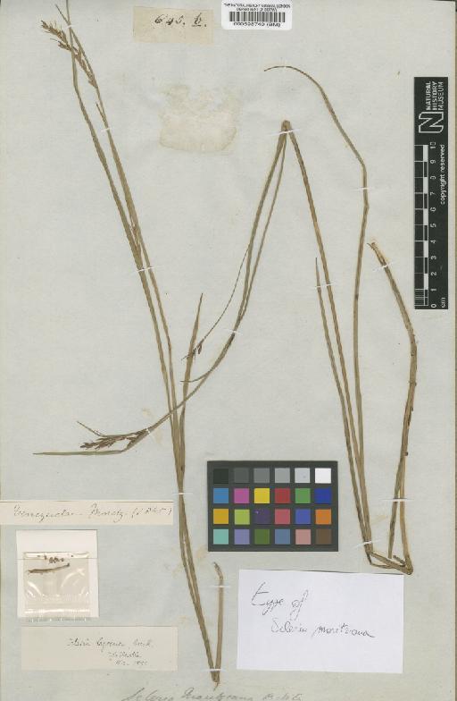 Scleria moritziana Boeckeler - BM000598740