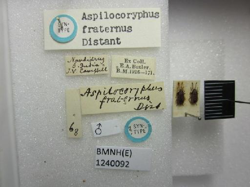 Aspilocoryphus fraternus Distant, 1918 - Aspilocoryphus fraternus-BMNH(E)1240092-Syntype male dorsal & labels
