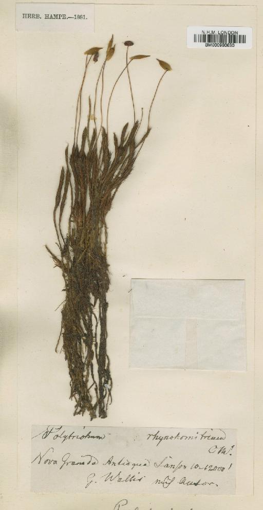 Polytrichum juniperinum Hedw. - BM000960630