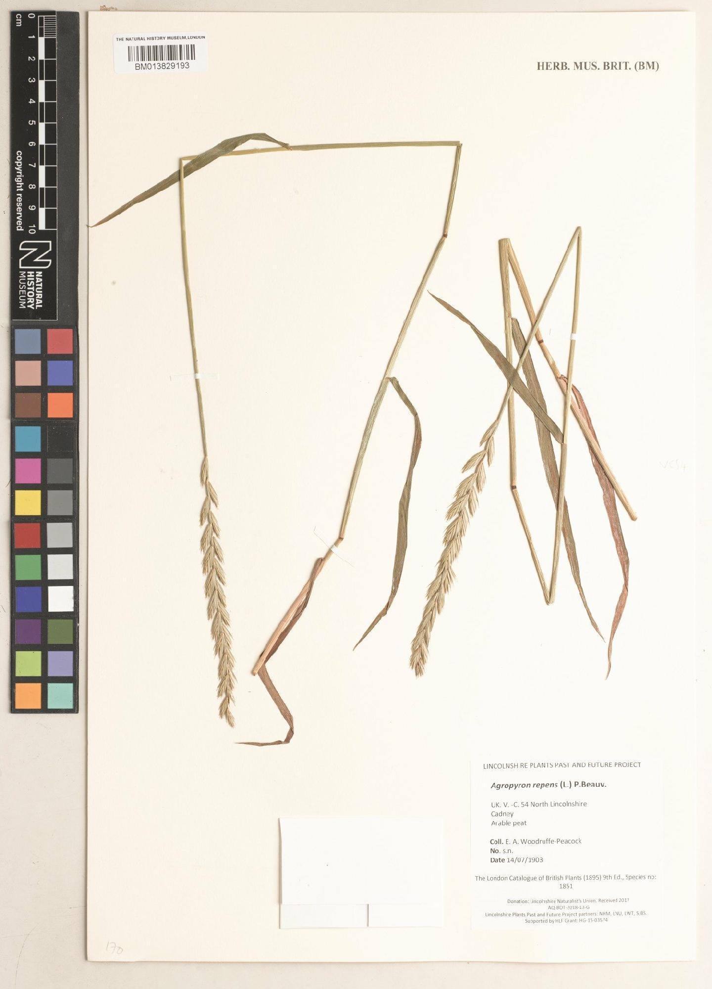 To NHMUK collection (Agropyron repens (L.) P.Beauv.; NHMUK:ecatalogue:9478430)